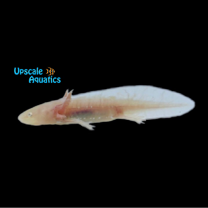 Albino Axolotl (Ambystoma mexicanum)