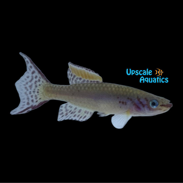 Arnold's Killifish (Fundulopanchax arnoldi)
