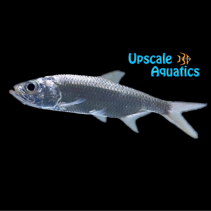 Indo-Pacific Tarpon (Megalops cyprinoides)