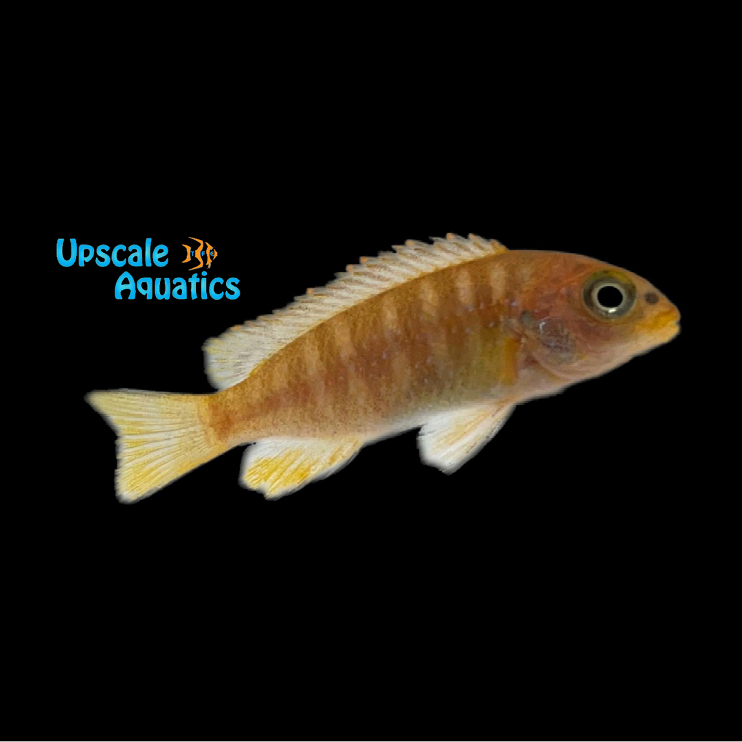 Red Cheek Tropheops Cichlid (Tropheops sp. macrophthalmus 'Chilumba')