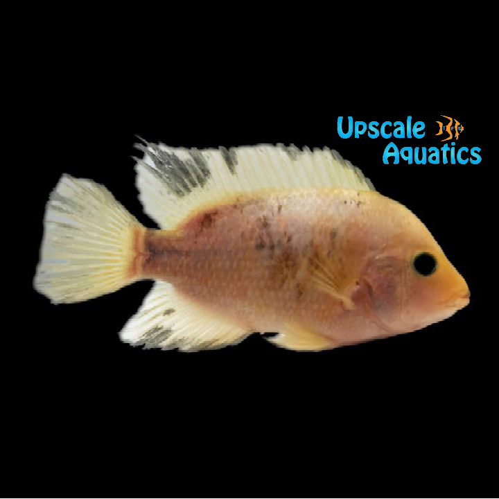 Devil Wolf Flowerhorn (Amphilophus x)