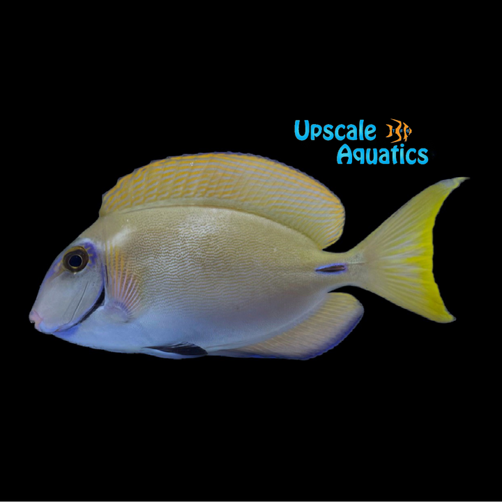 Ocean Surgeonfish (Acanthurus tractus)