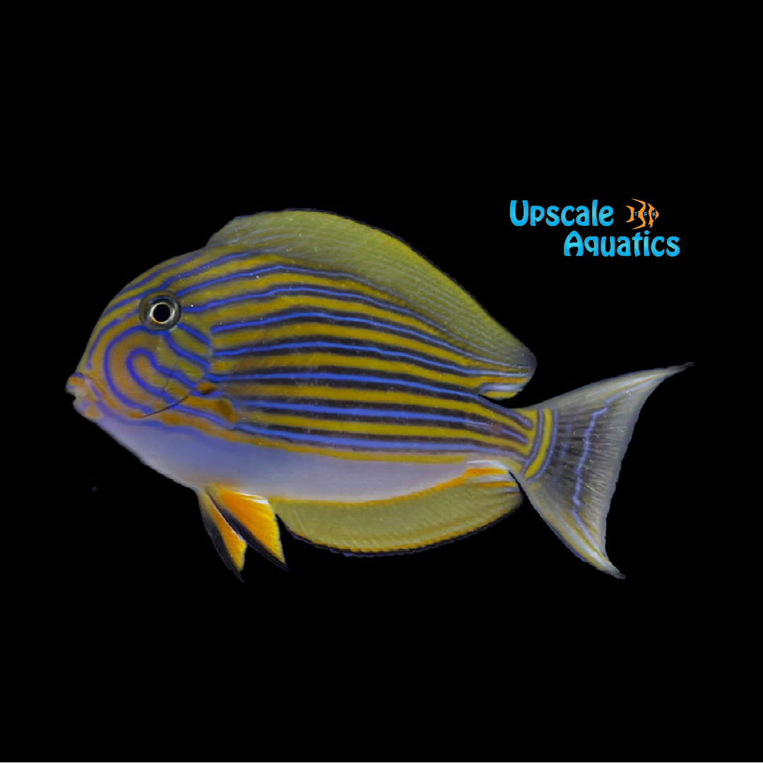 Clown Tang (Acanthurus lineatus)