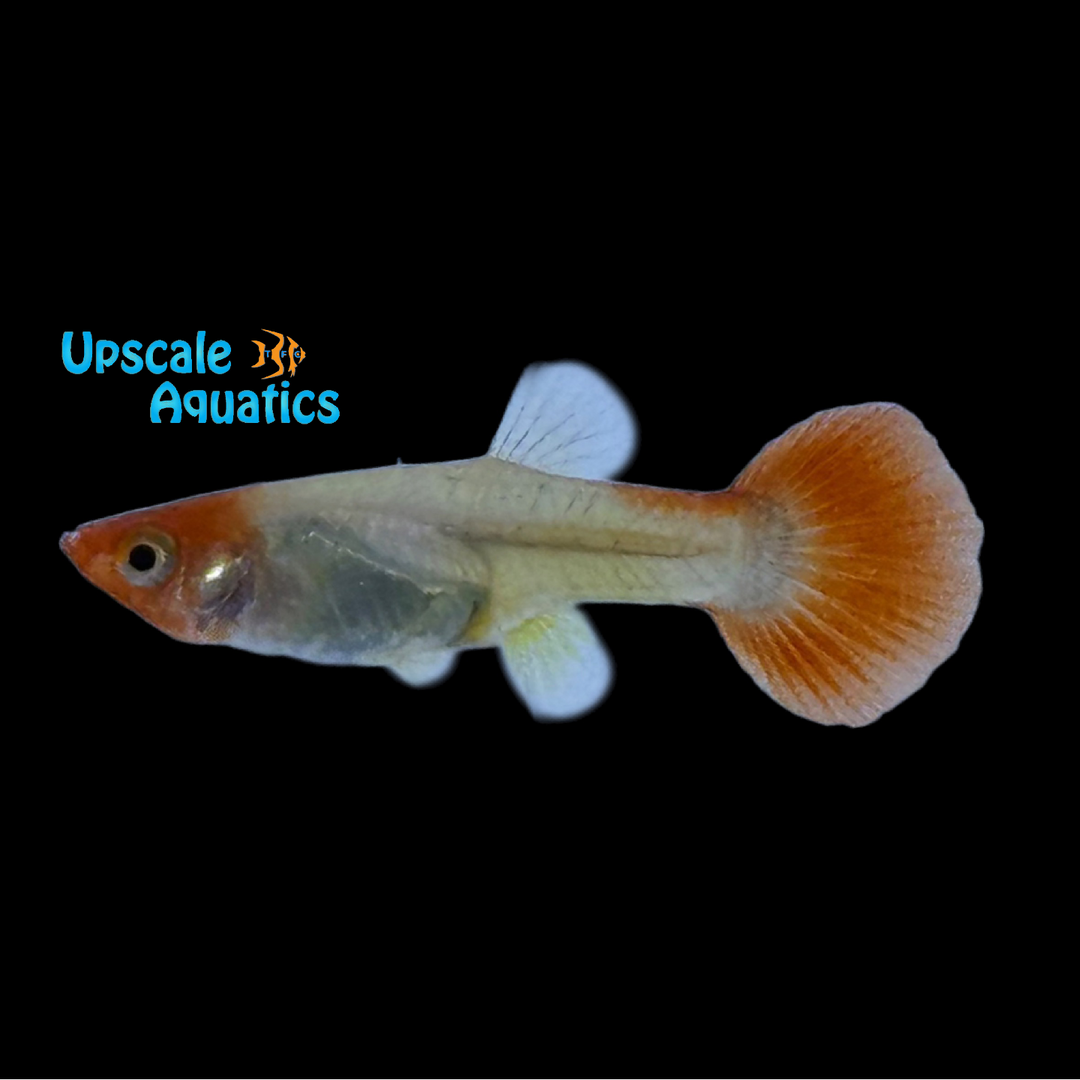 Miracle Koi Guppy (Poecilia reticulata)