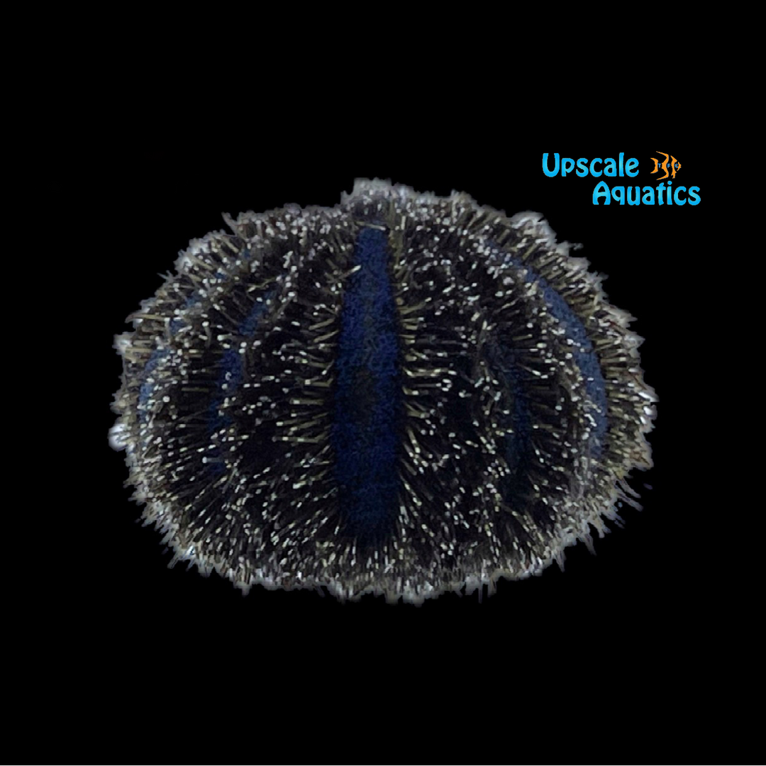 Blue Tuxedo Urchin (Mespilia globulus)