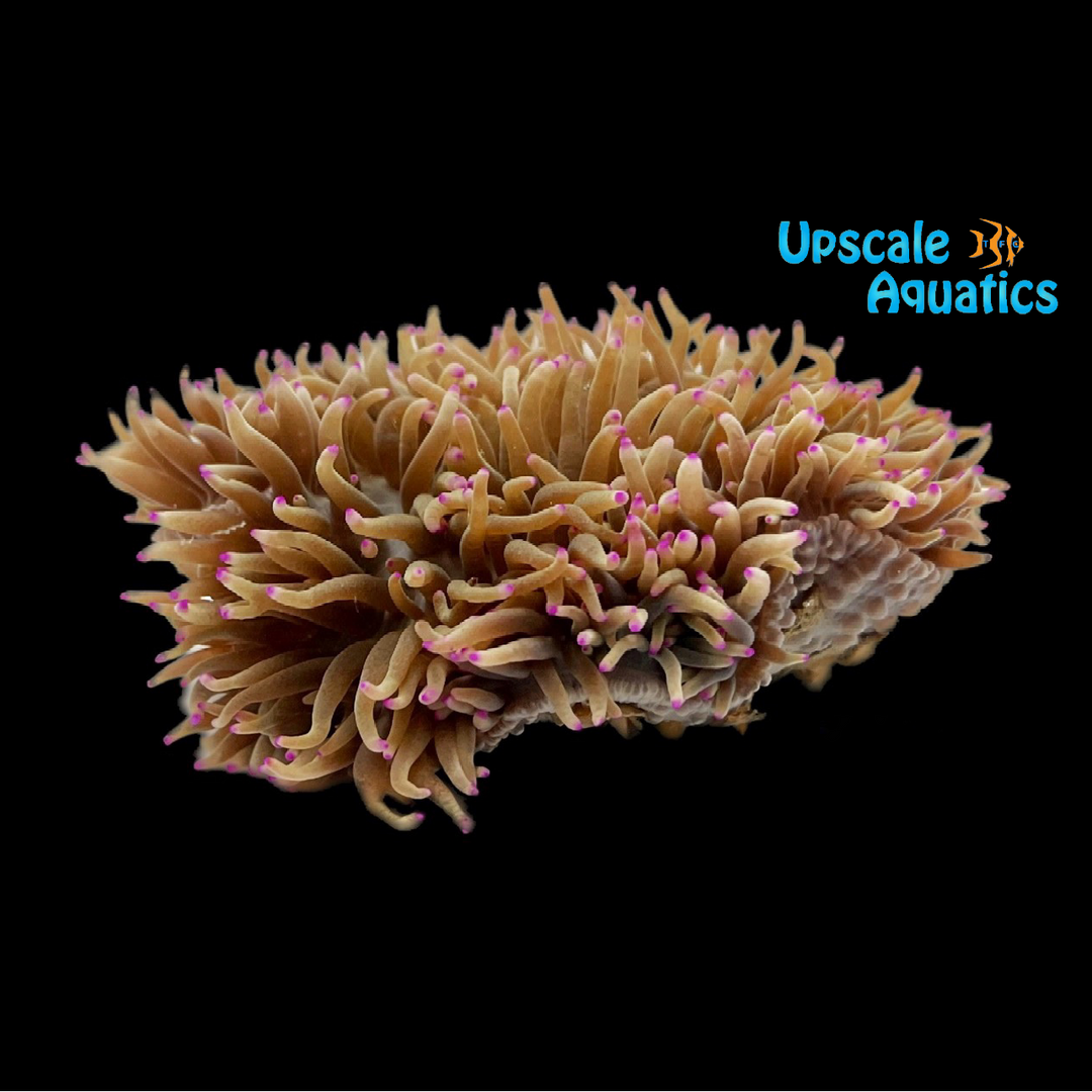 Malu Sebae Anemone (Heteractis malu)