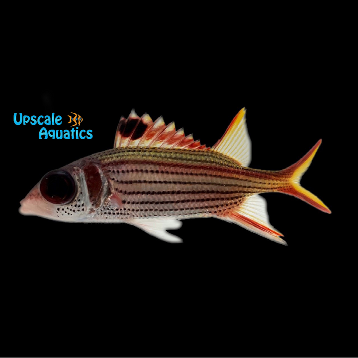 Bloodspot Squirrelfish (Neoniphon sammara)