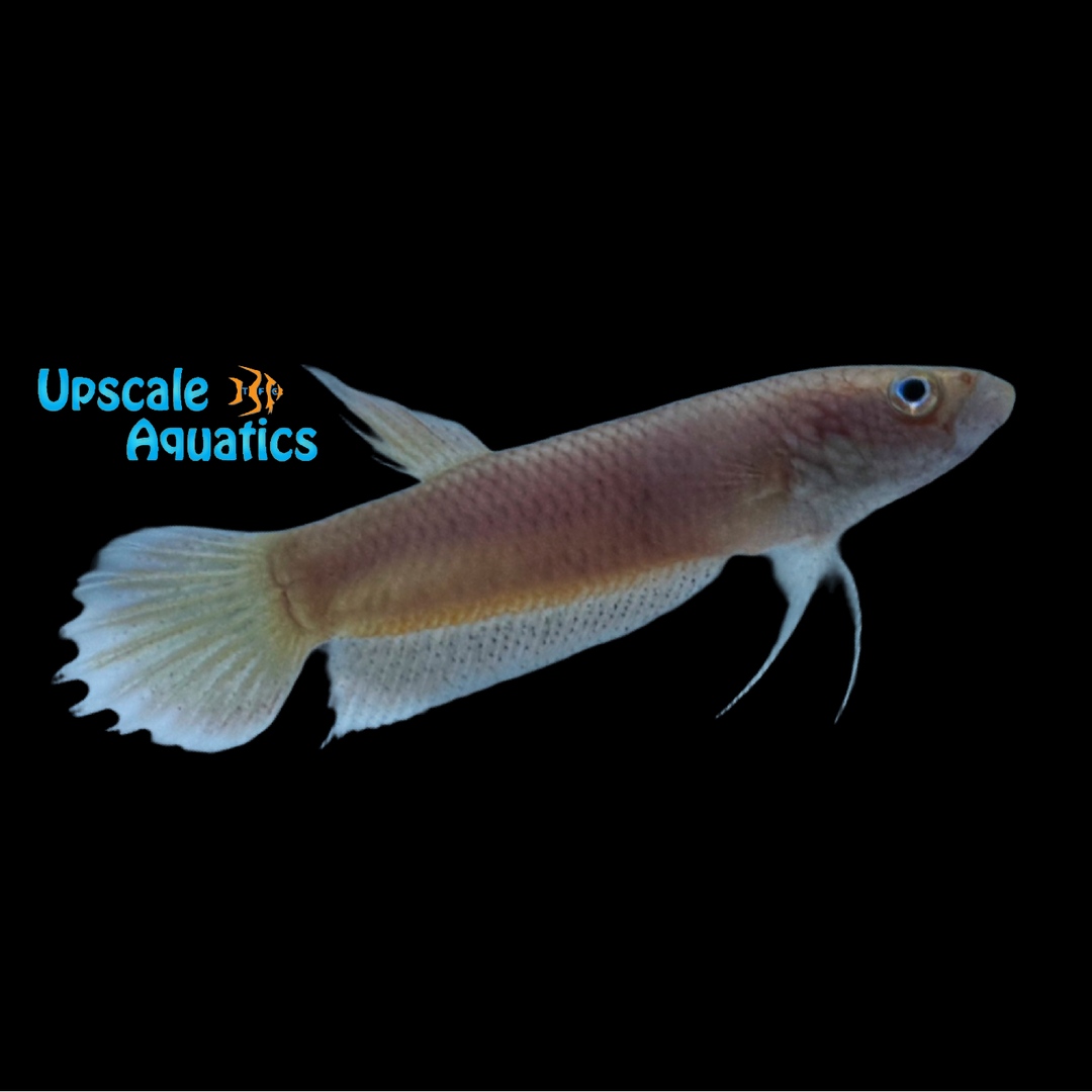 Betta Patoti - Wild (Betta patoti)