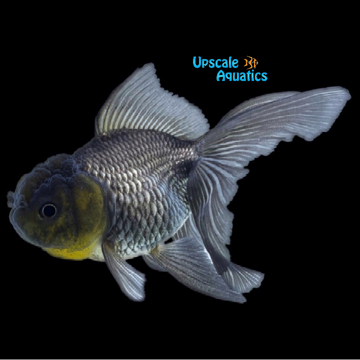 Assorted Oranda Goldfish (Carassius auratus)