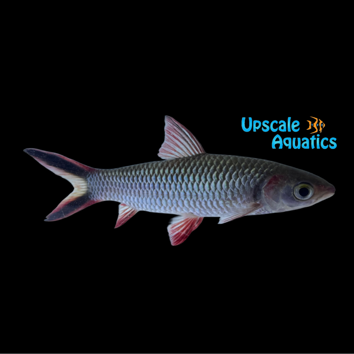 Red Arrow Barb (Leptobarbus melanopterus)
