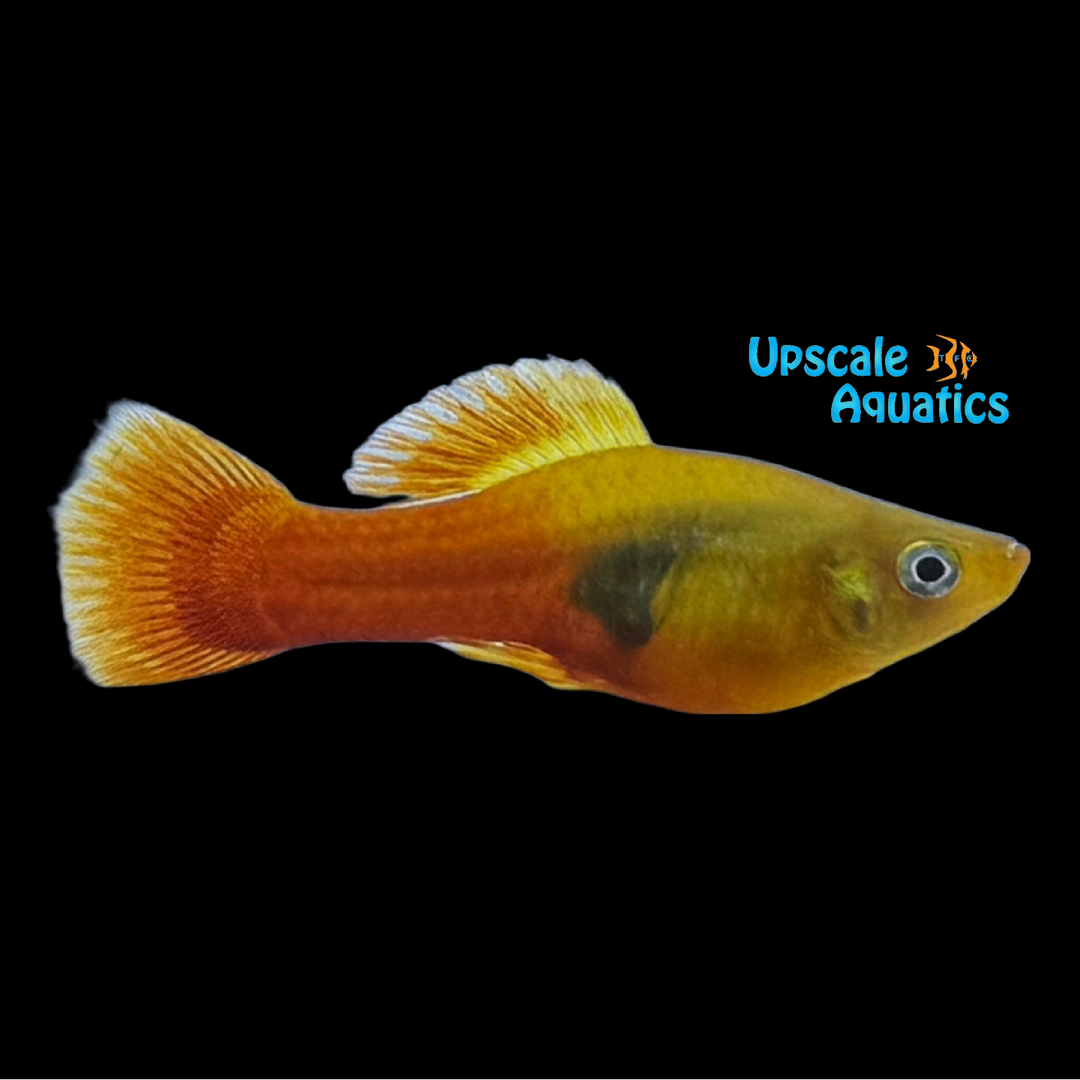 Sunset Variatus (Xiphophorus variatus)