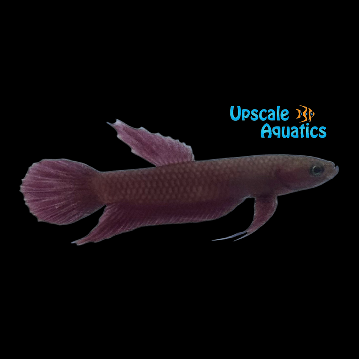 Api Api 'Jade' Betta - Wild (Betta sp. Api Api Jade)
