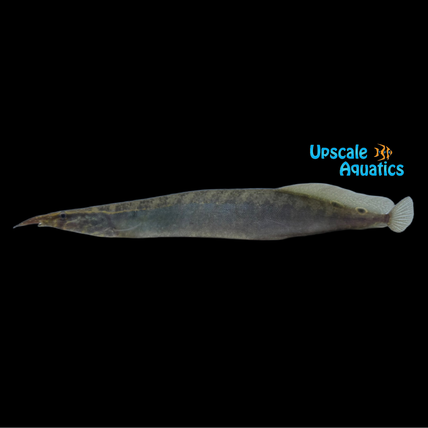 Tapir Spiny Eel (Macrognathus tapirus) – Upscale Aquatics