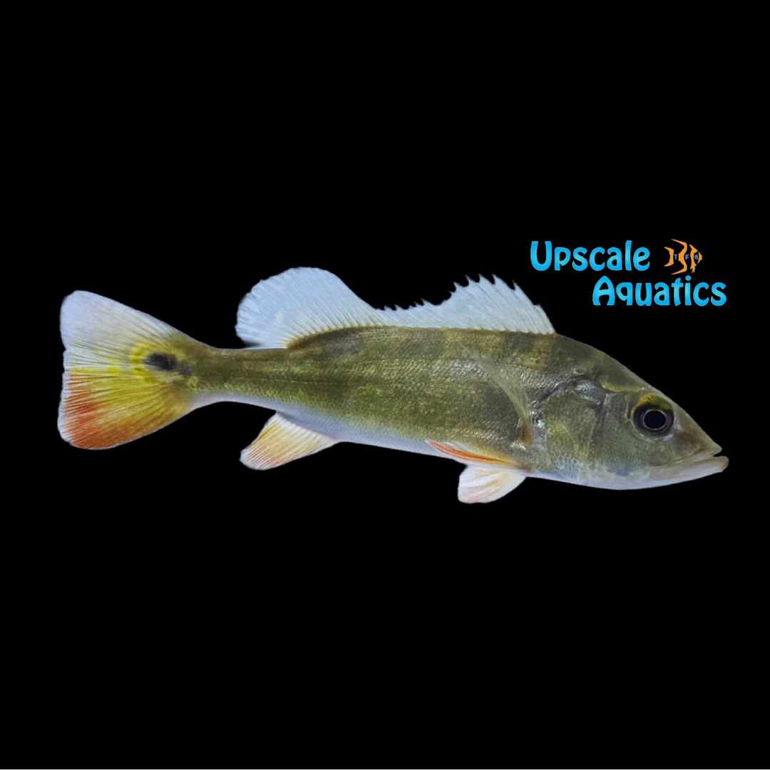 Bolivian Peacock Bass (Cichla pleiozona)