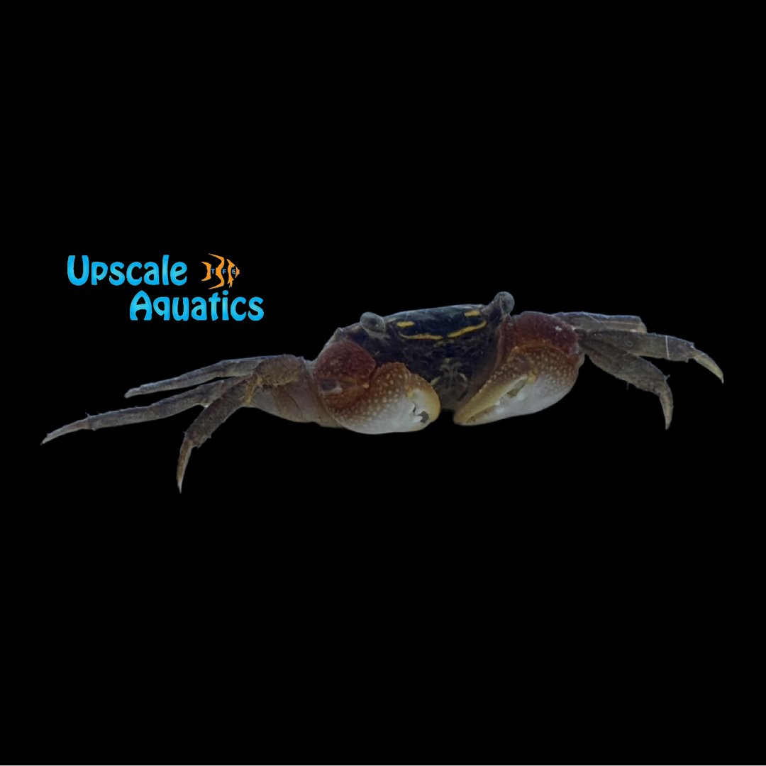 Gold Spotted Crab (Perisesarma sp. 'gold spot')