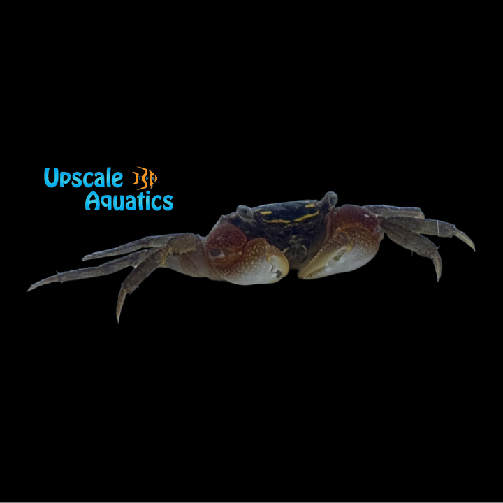 Gold Spotted Crab (Perisesarma sp. 'gold spot')