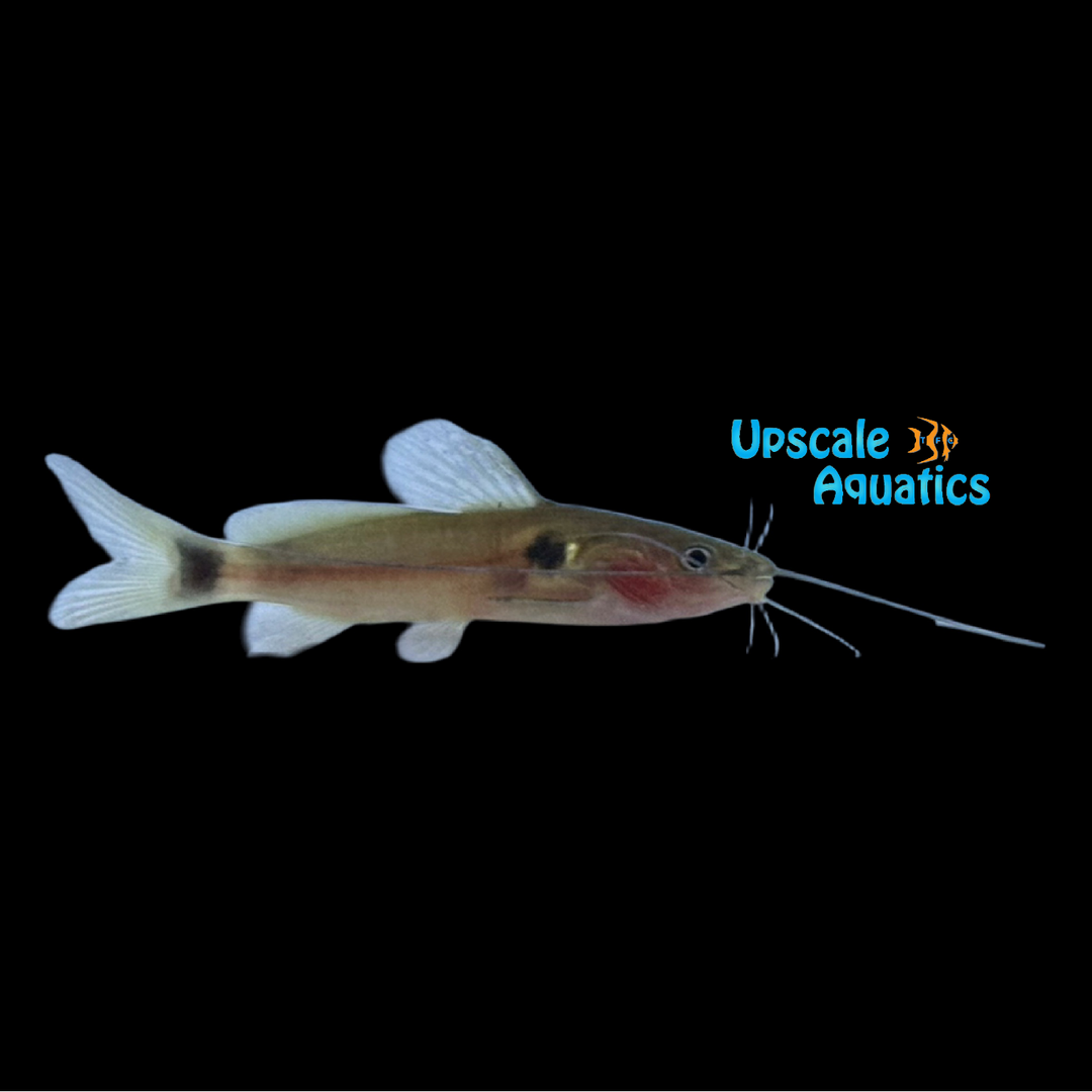 Two Spot Mystus Catfish (Mystus bimaculatus)