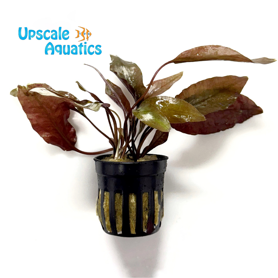 Blassii Crypt. (Cryptocoryne blassii)