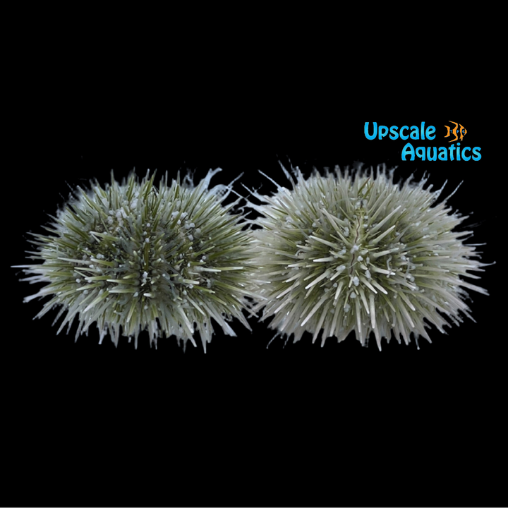 Pin Cushion Urchin (Lytechinus variegatus)