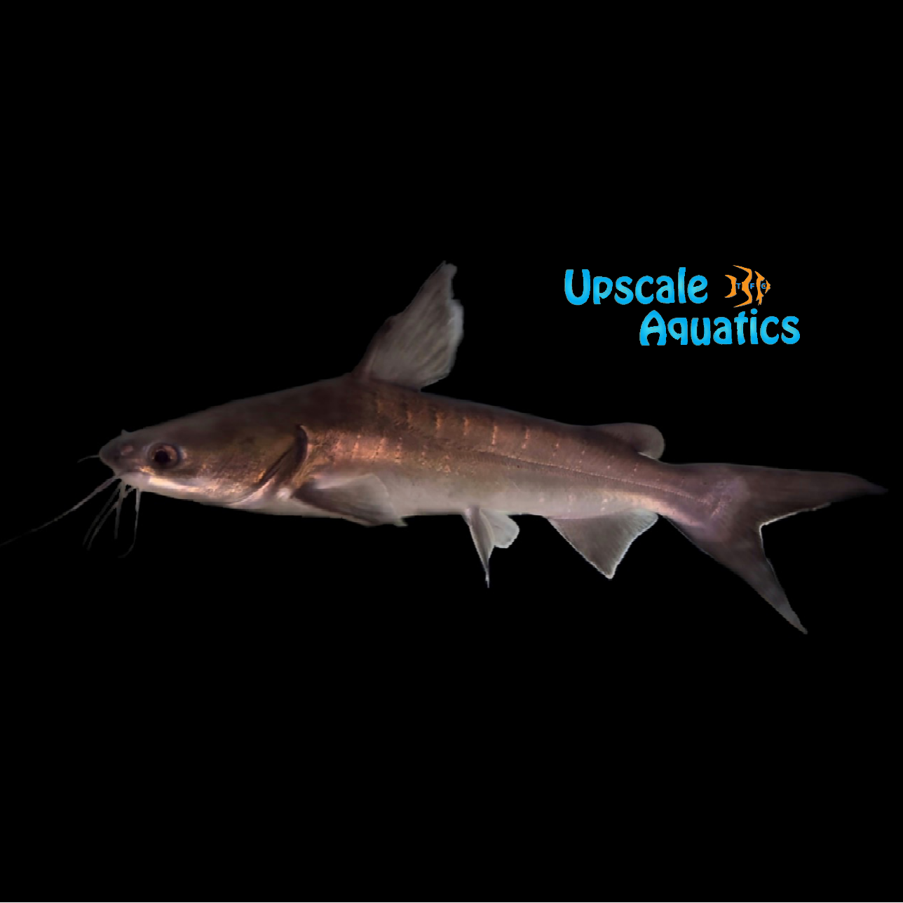 Papuan Shark Catfish (Neoarius graeffei) – Upscale Aquatics