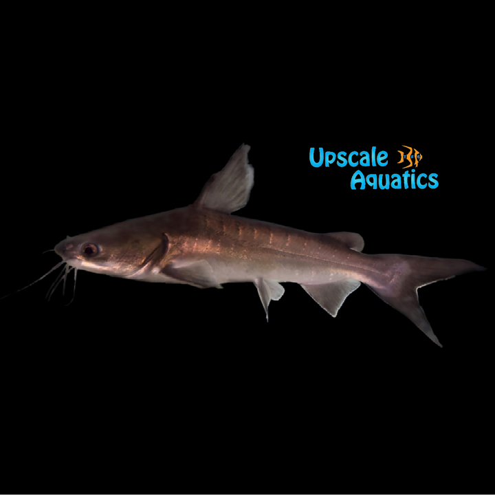 Papuan Shark Catfish (Neoarius graeffei)