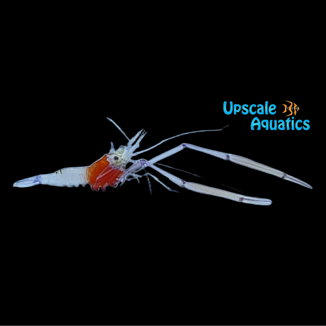 Crown Shrimp (Periclimenes kororensis)