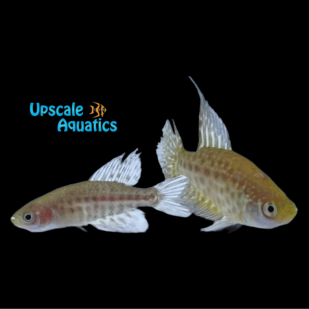 Constanciae Killifish (Simpsoynichthys constanciae)