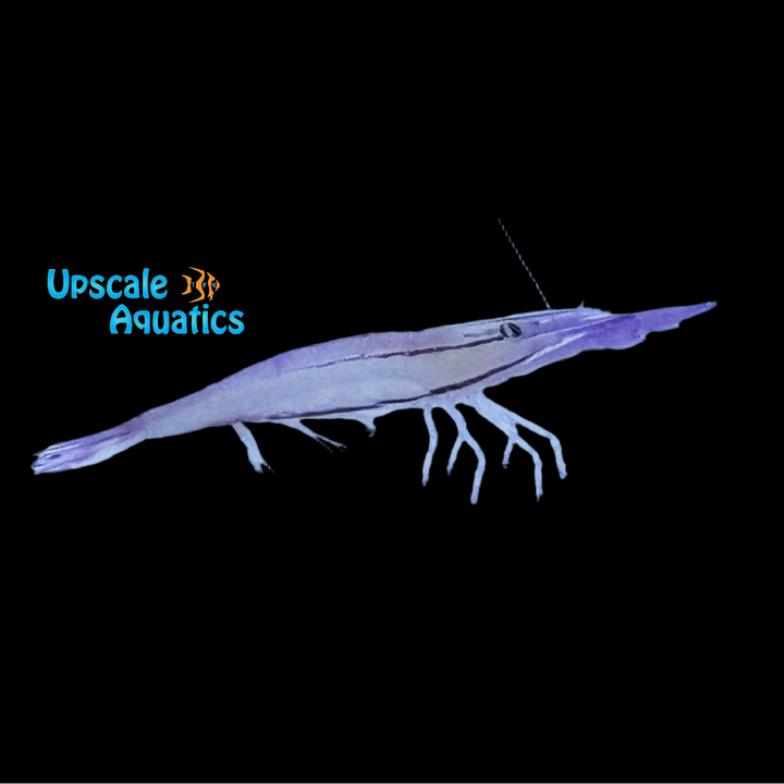 Purple Urchin Shrimp (Stegopontonia commensalis)