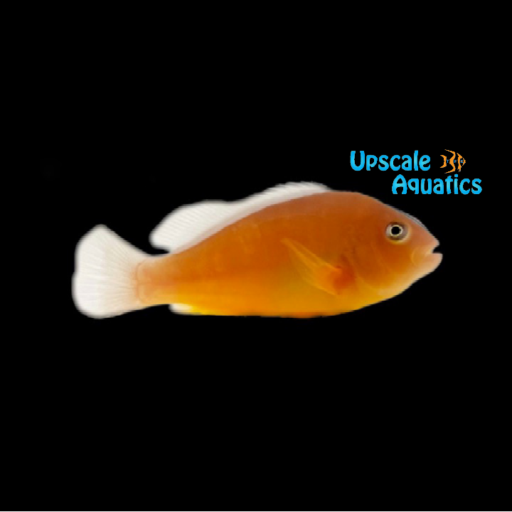 Indian Ocean Skunk Clownfish - Wild (Amphiprion akallopisos)