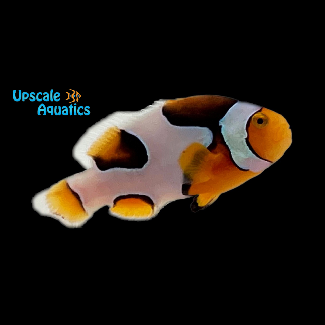 Onyx Picasso Clownfish (Amphiprion percula)