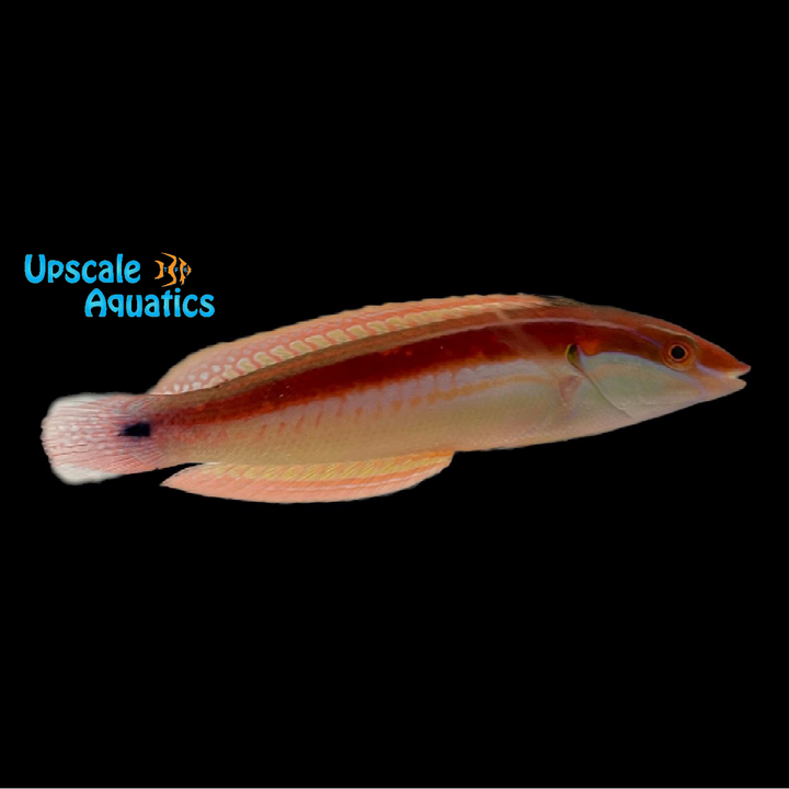 Spot Tail Coris Wrasse (Coris caudimacula)