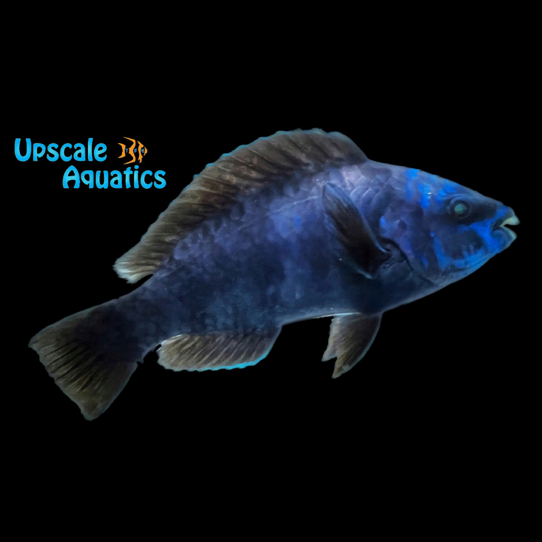 Midnight Parrotfish (Scarus coelestinus)