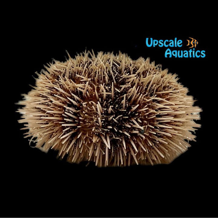 West Indian Sea Urchin (Tripneustes ventricosus)