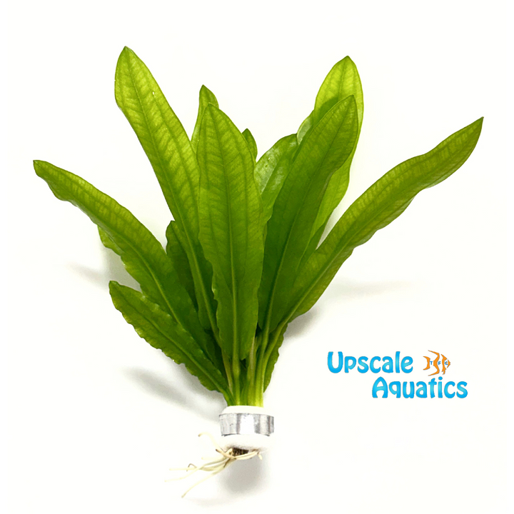 Ruffle Sword (Echinodorus martii 'major')