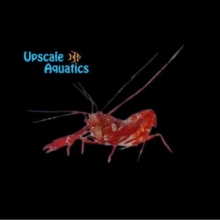 Lima Shrimp (Microprosthema semilaeve)