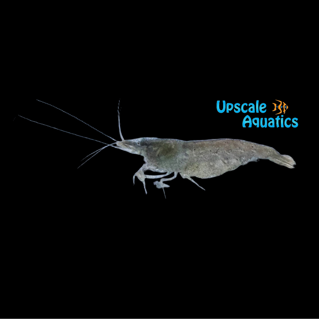 Indian Brown Babaulti Shrimp (Caridina babaulti)