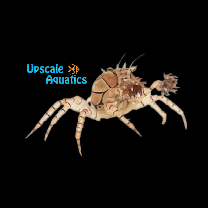 Pom Pom Crab (Lybia tessellata)