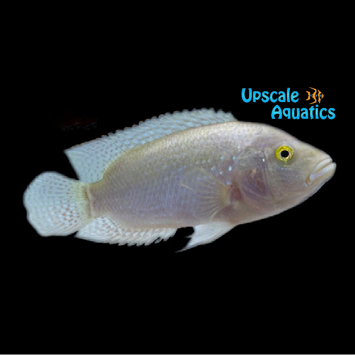 Pink Jack Dempsey Cichlid (Rocio octofasciata)