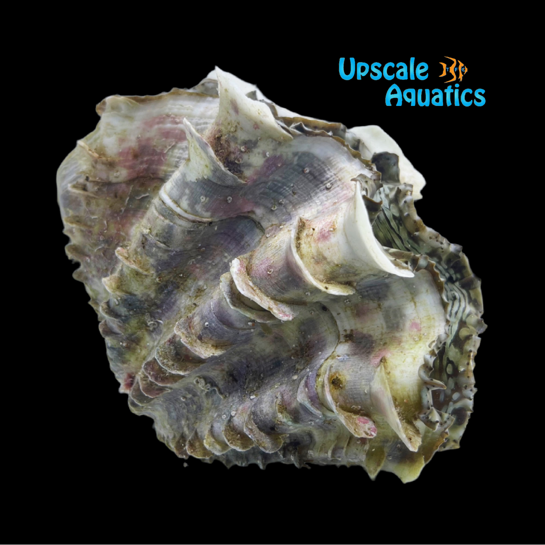 Squamosa Clam - Aquacultured (Tridacna squamosa)