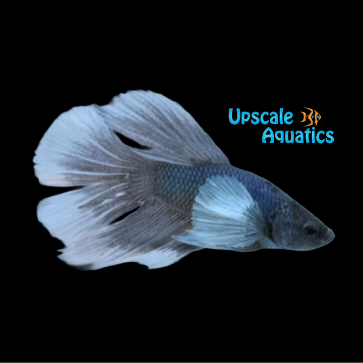 Dumbo Super Delta Betta - Male (Betta splendens)