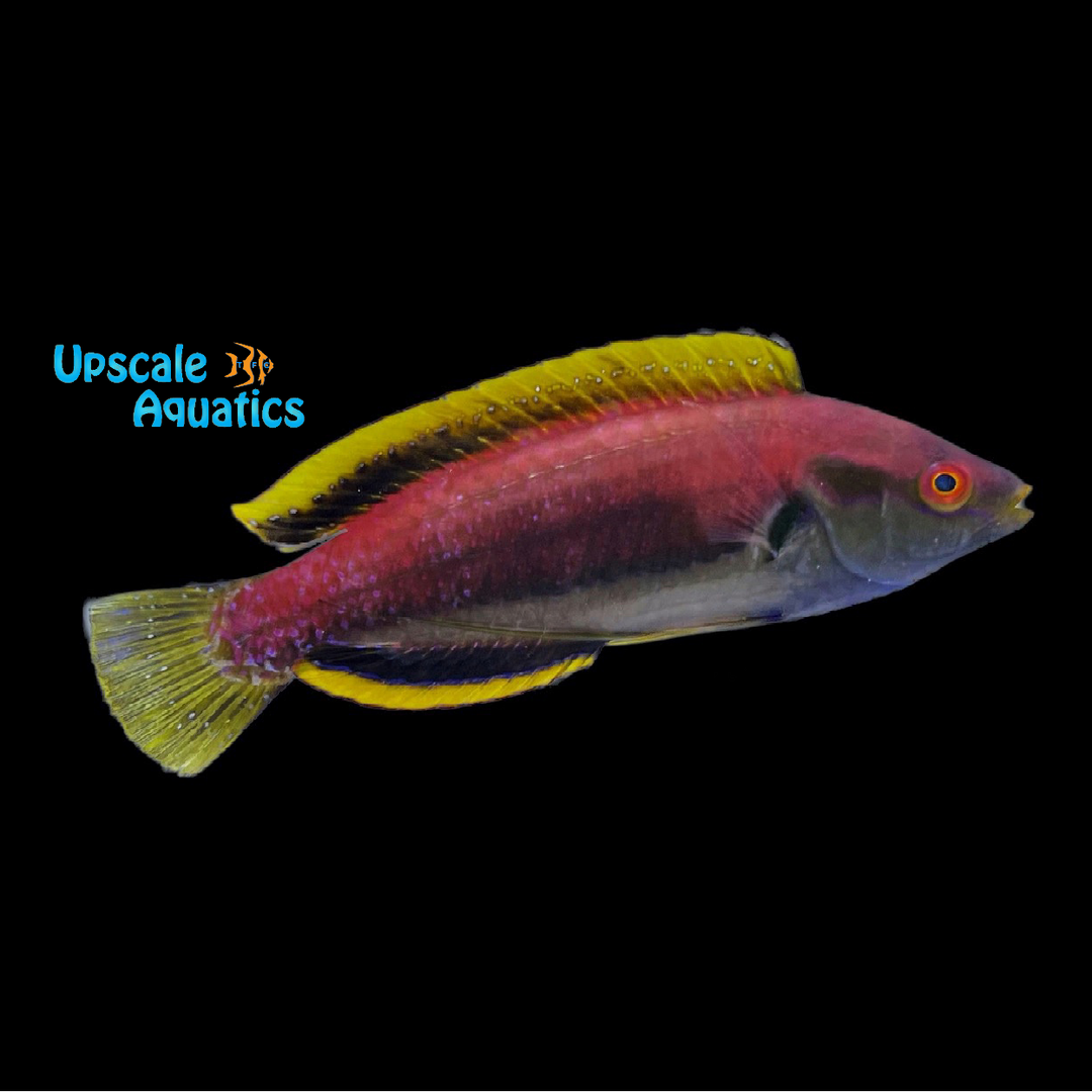 Fine Spotted Fairy Wrasse (Cirrhilabrus punctatus)