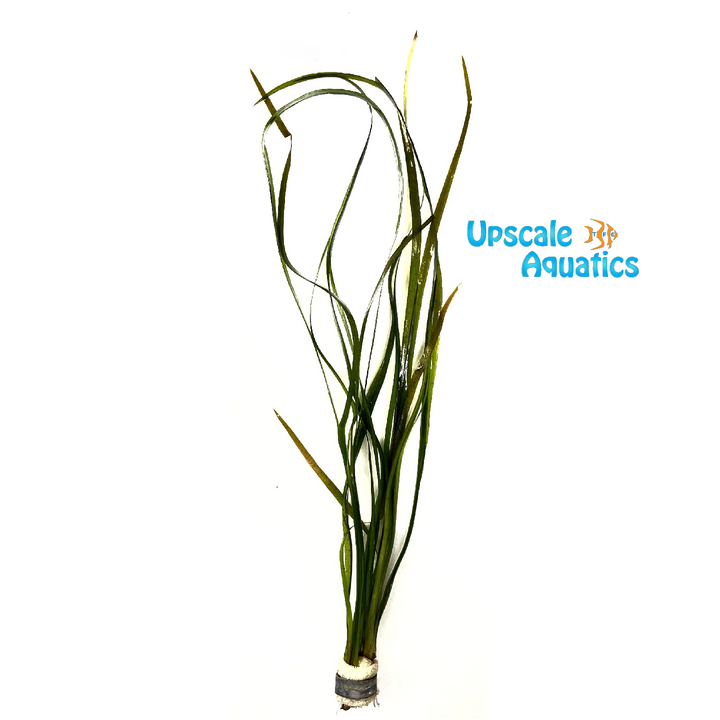 Leopard Spiralis Val (Vallisneria spiralis 'leopard')