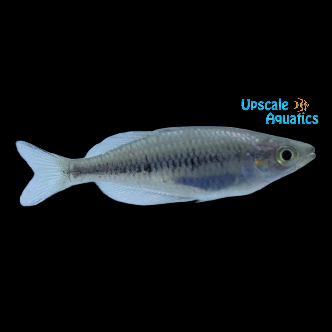 Isim Rainbowfish (Melanotaenia sikuensis 'Isim')