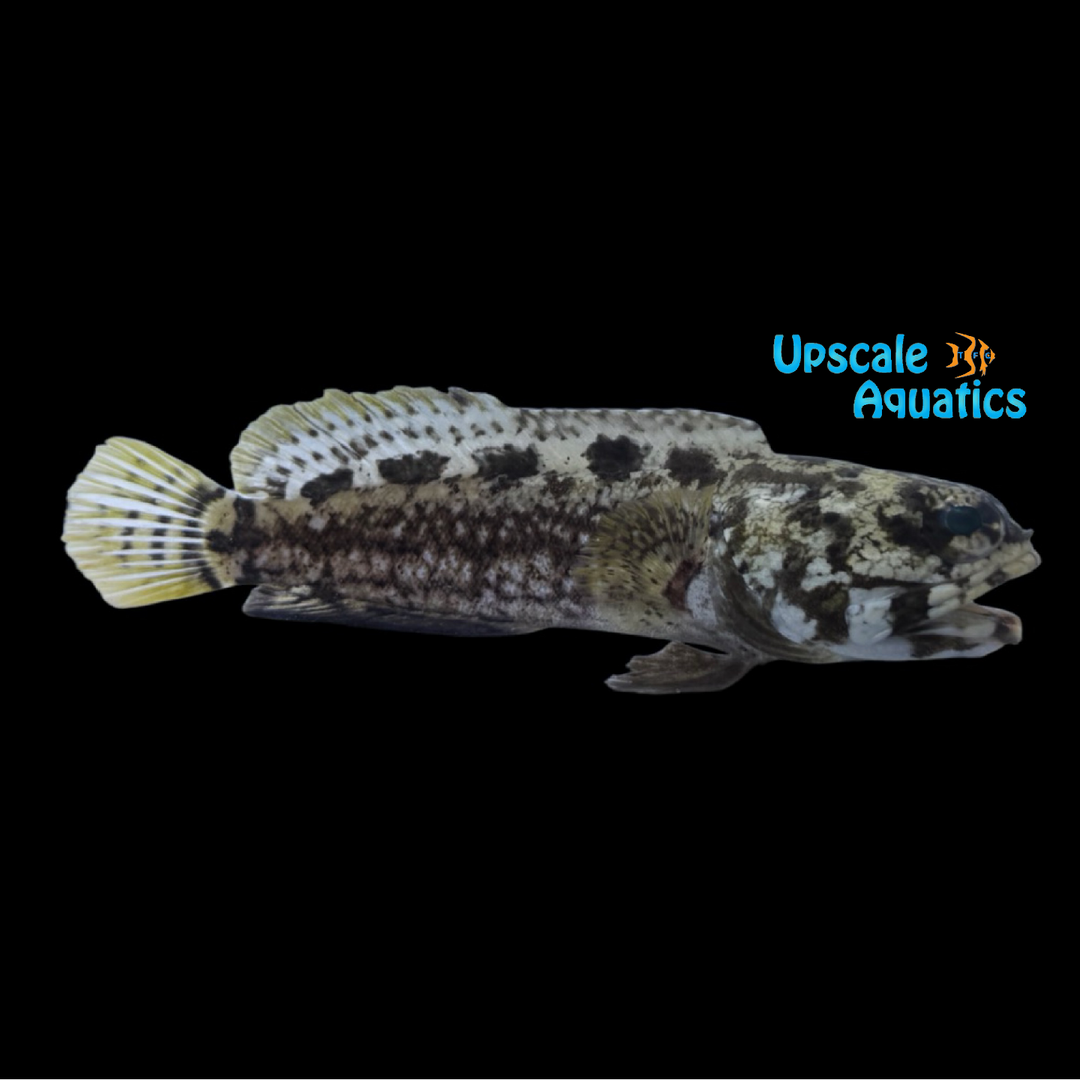 Mottled Jawfish (Opistognathus maxillosus)