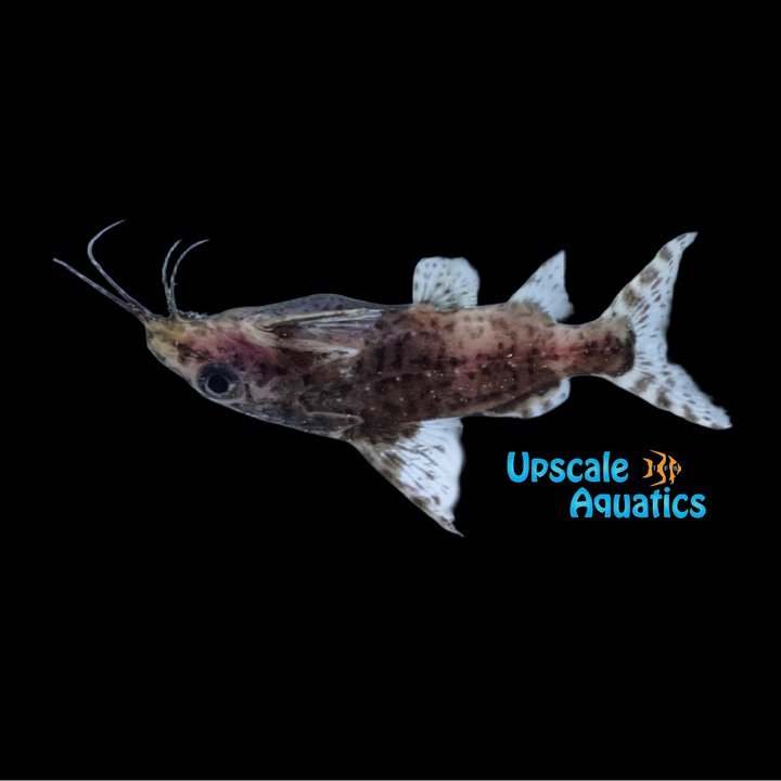 Blotched Upside Down Catfish (Synodontis nigriventris)