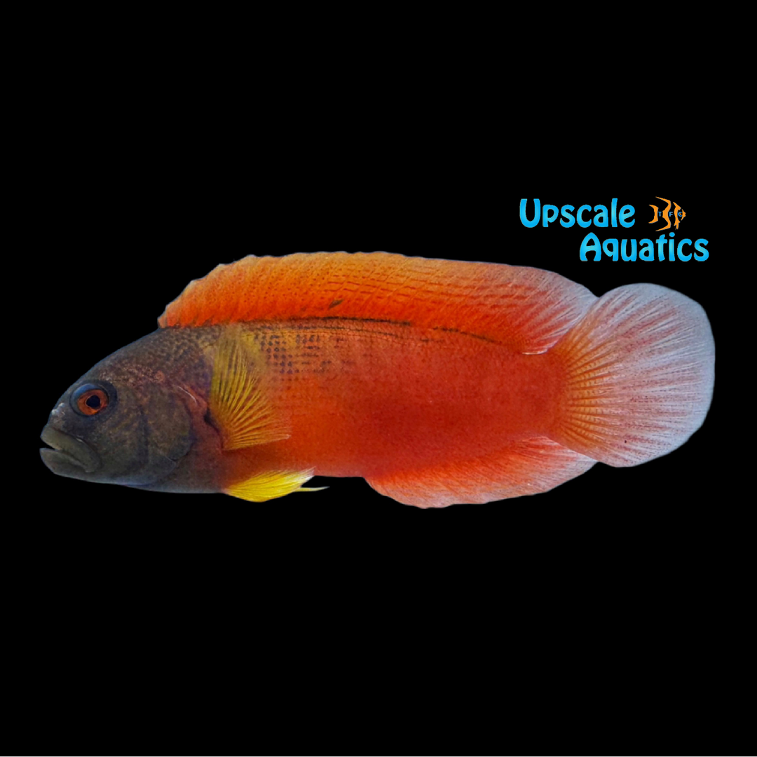 Dampiera Dottyback (Labracinus cyclophthalmus)