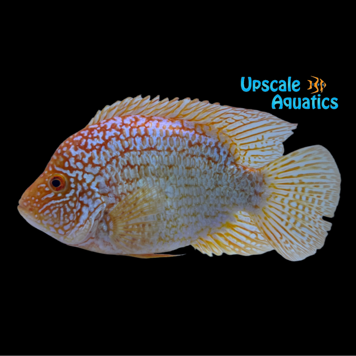 Red Texas Cichlid (Herichthys cyanoguttatum red)