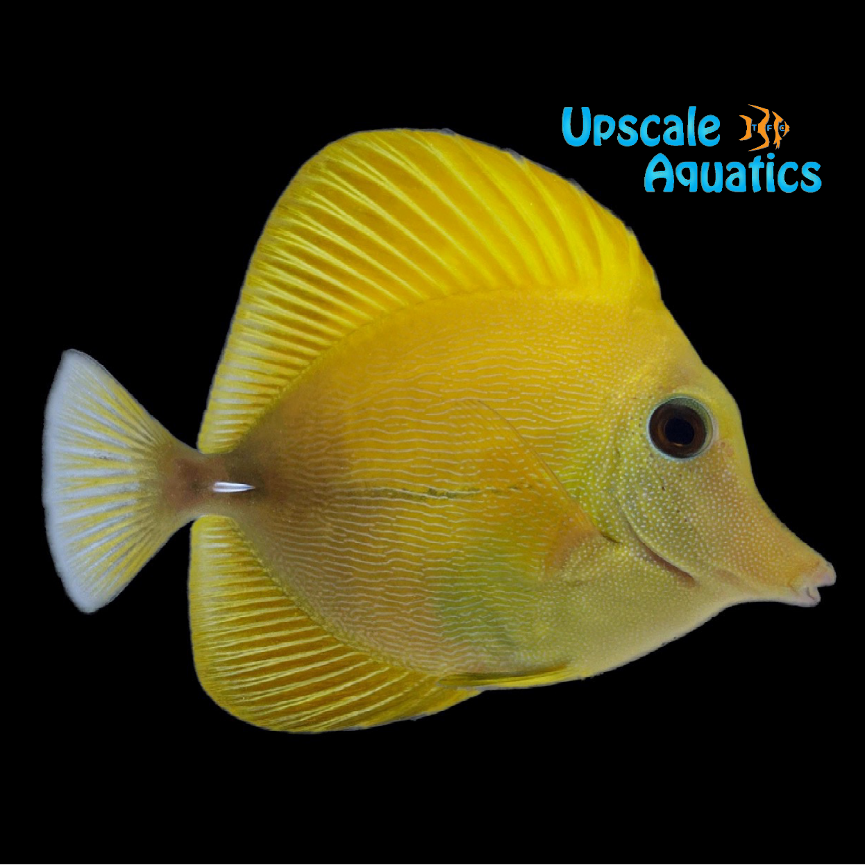 Yellow Scopas Tang (Zebrasoma scopas yellow) – Upscale Aquatics