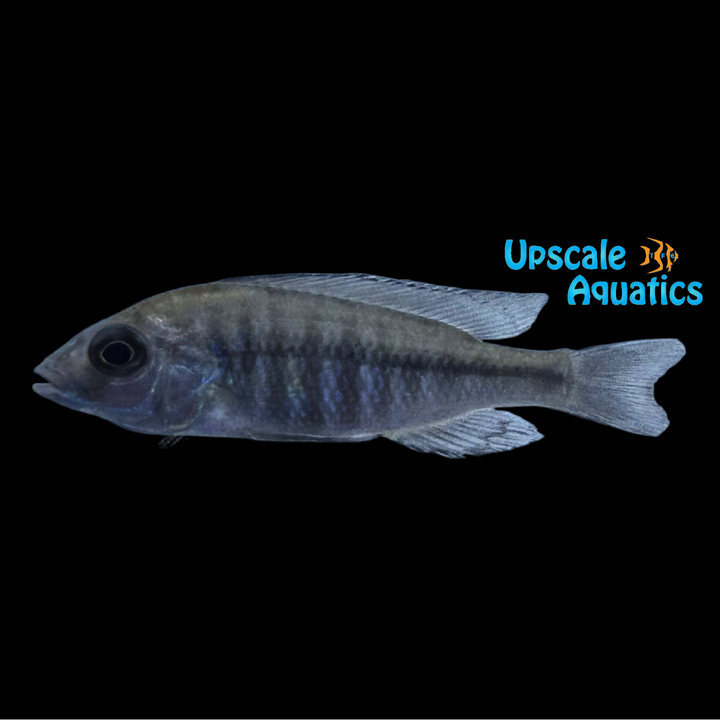 Protomelas Annectens