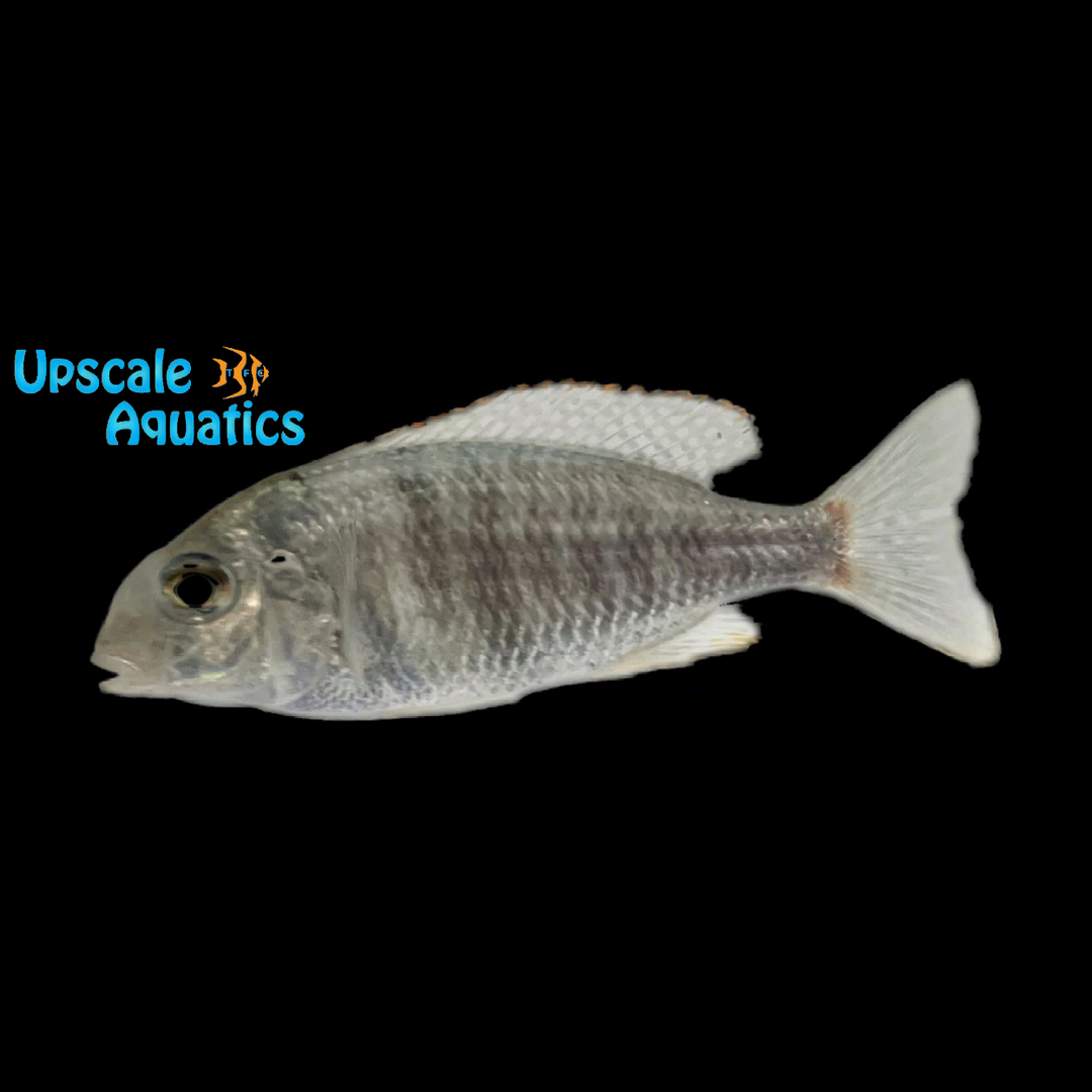 Lethrinops Microstoma